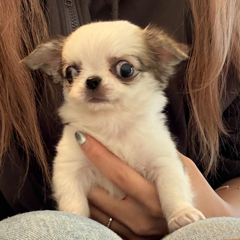 販売中の大阪府のチワワ(ロングコート)-453284の7枚目