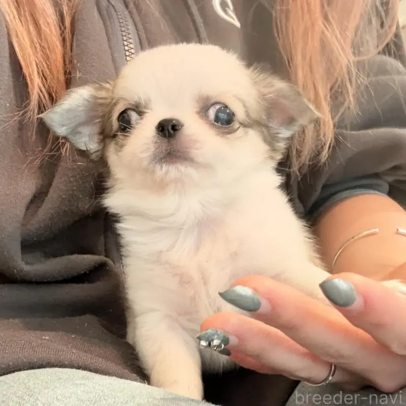 販売中の大阪府のチワワ(ロングコート)-453284の6枚目