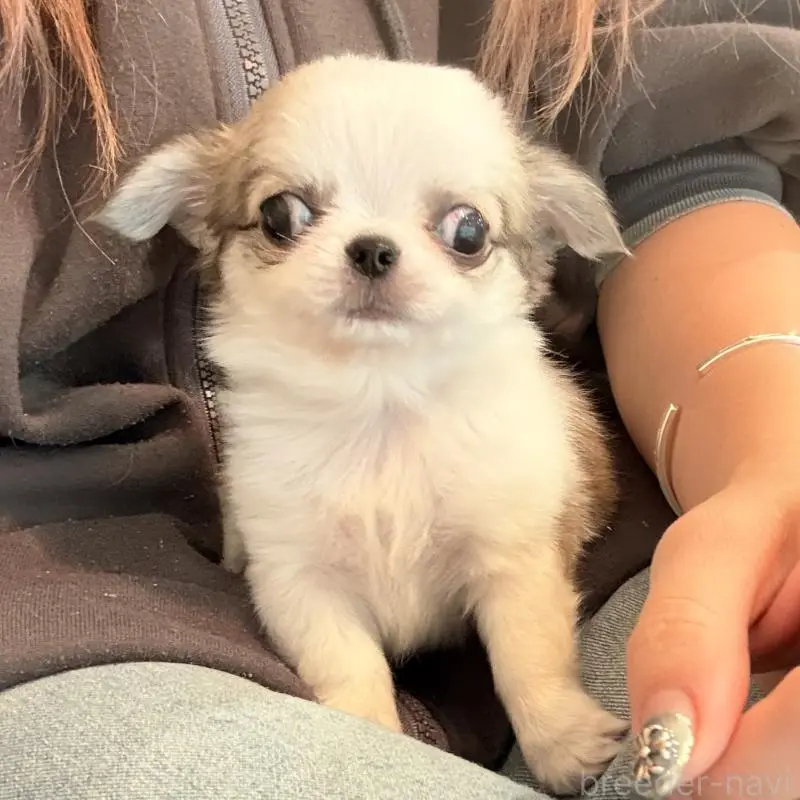 販売中の大阪府のチワワ(ロングコート)-453284の5枚目