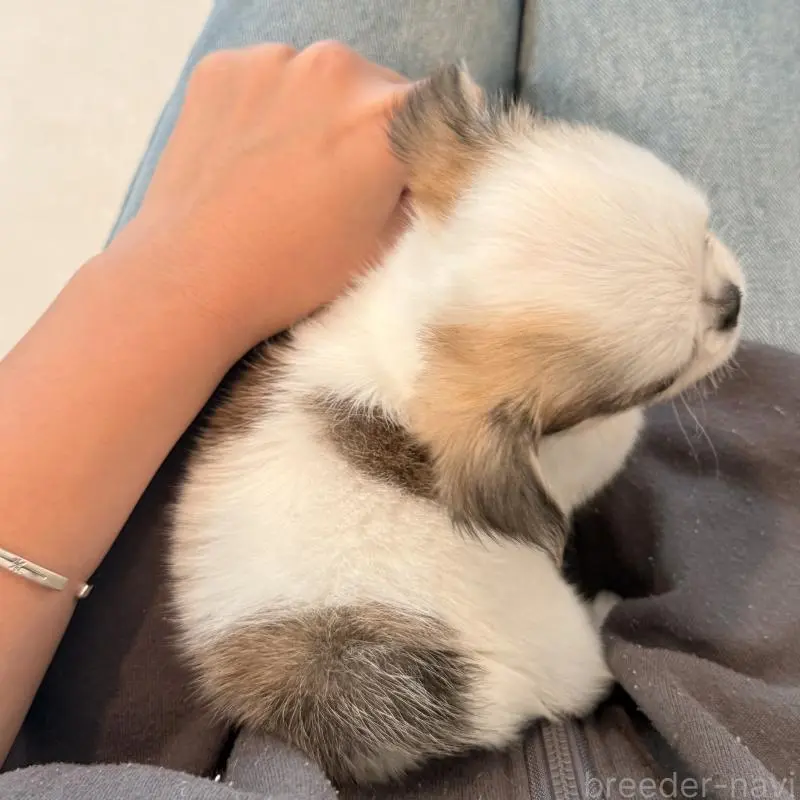 販売中の大阪府のチワワ(ロングコート)-453284の4枚目