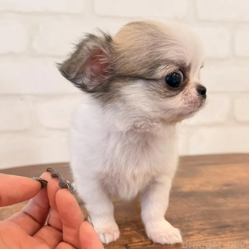 販売中の大阪府のチワワ(ロングコート)-453284の3枚目