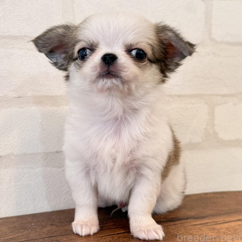 販売中の大阪府のチワワ(ロングコート)-453284の2枚目