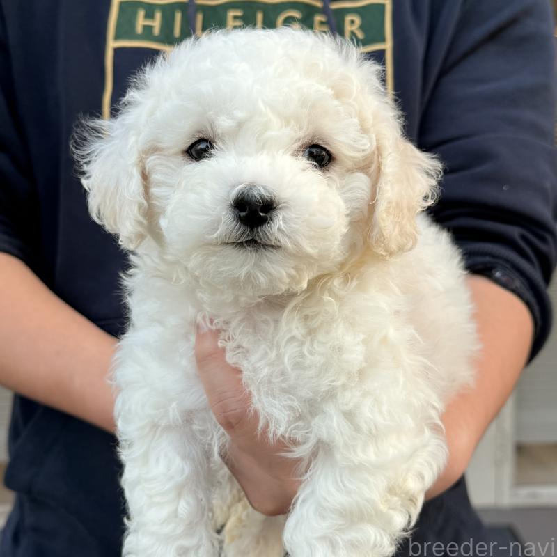 販売中の大阪府のビションフリーゼ-453285の16枚目