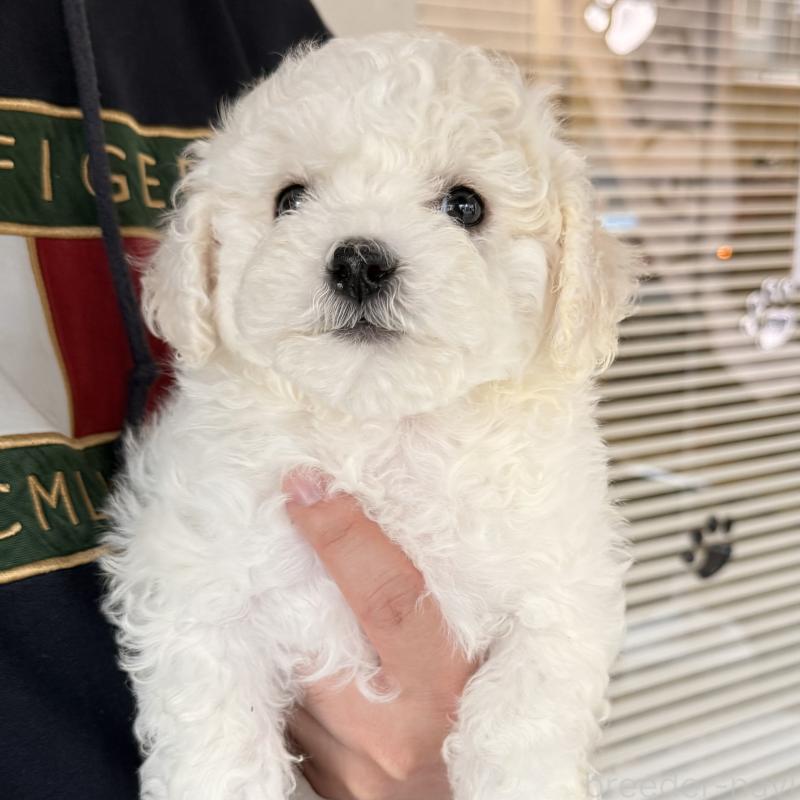 販売中の大阪府のビションフリーゼ-453285の15枚目