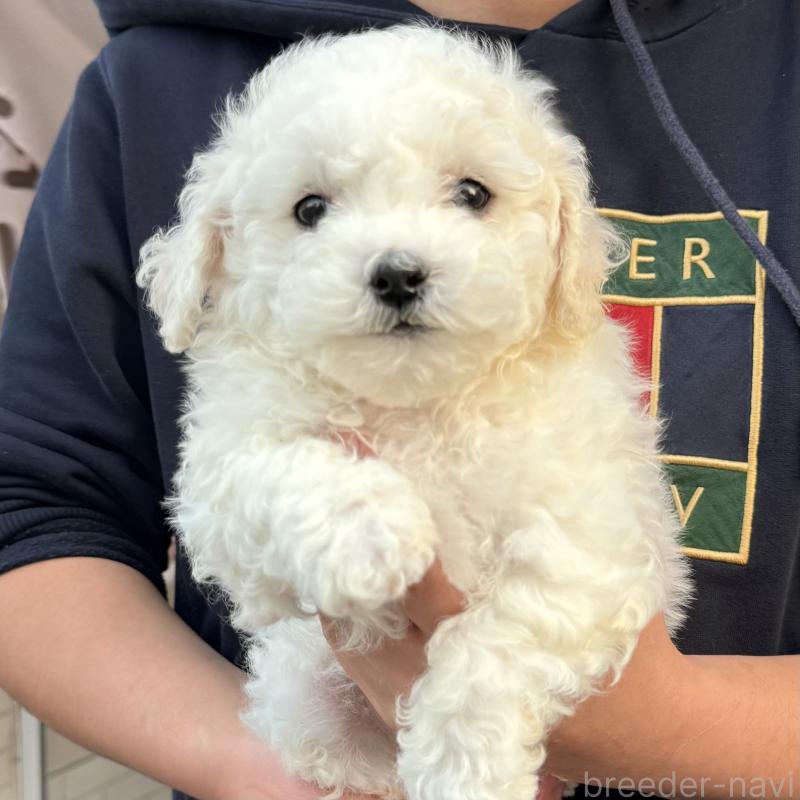 販売中の大阪府のビションフリーゼ-453285の14枚目