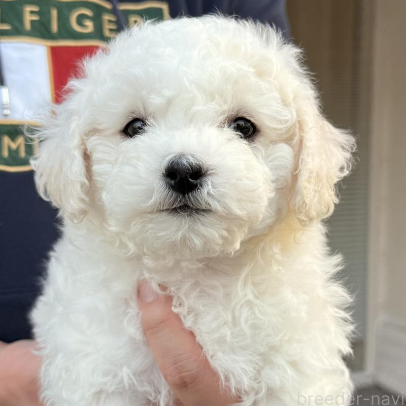 販売中の大阪府のビションフリーゼ-453285の13枚目