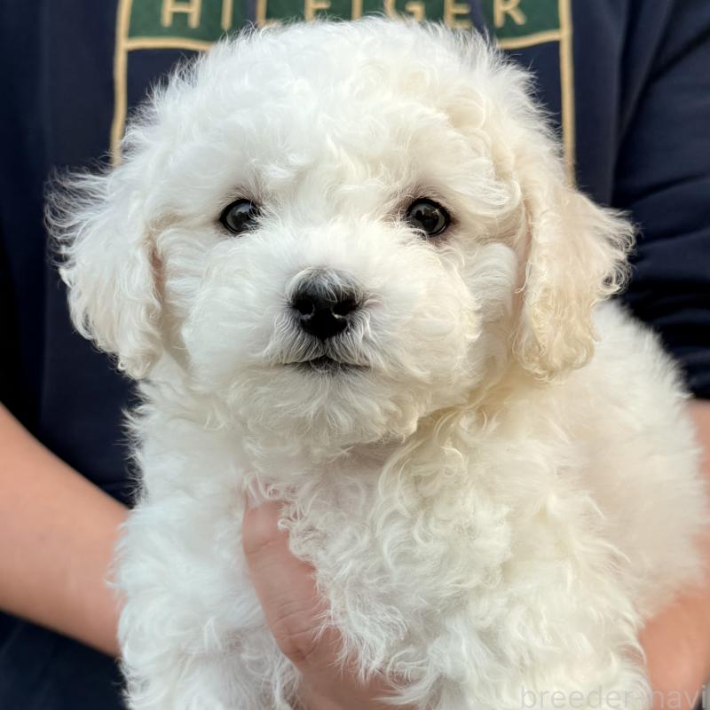 販売中の大阪府のビションフリーゼ-453285の12枚目