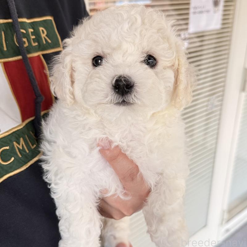 販売中の大阪府のビションフリーゼ-453285の11枚目