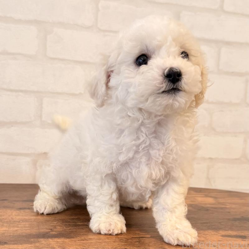 販売中の大阪府のビションフリーゼ-453285の10枚目