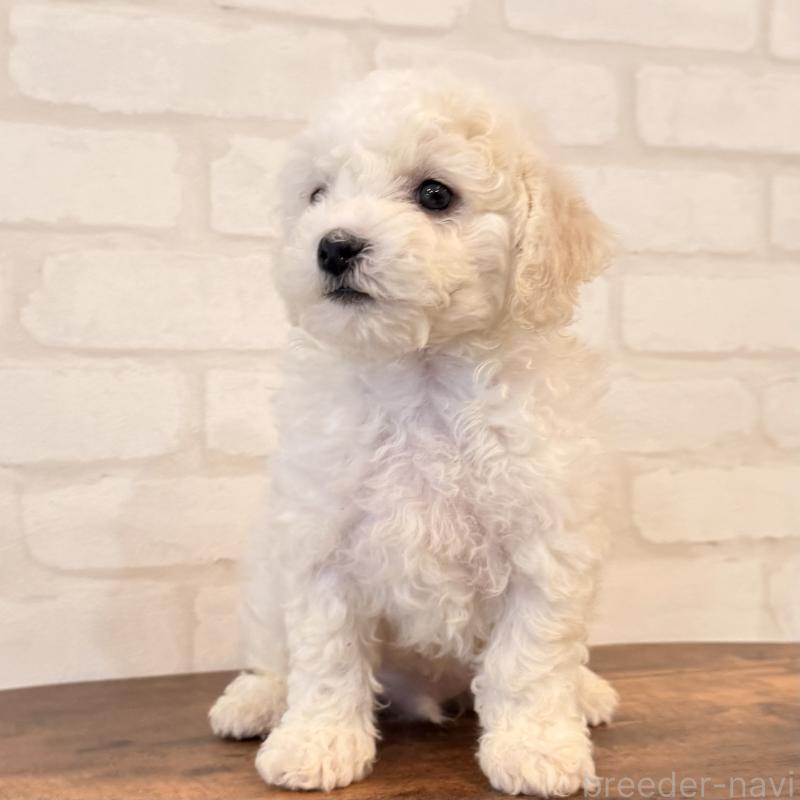 販売中の大阪府のビションフリーゼ-453285の9枚目