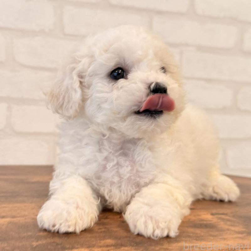 販売中の大阪府のビションフリーゼ-453285の8枚目