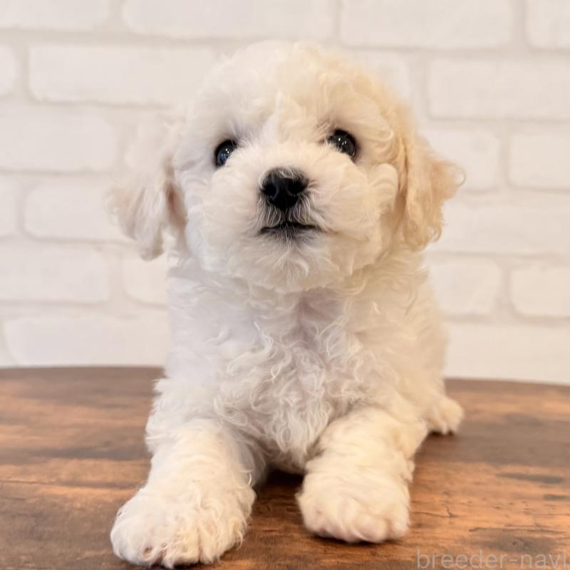 販売中の大阪府のビションフリーゼ-453285の7枚目