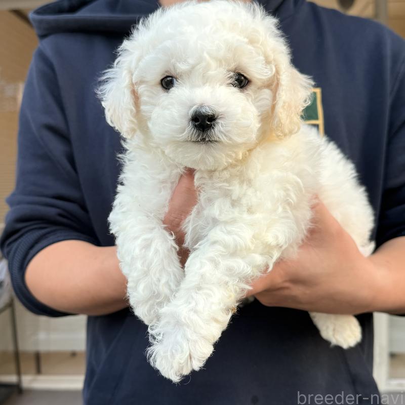 販売中の大阪府のビションフリーゼ-453285の6枚目