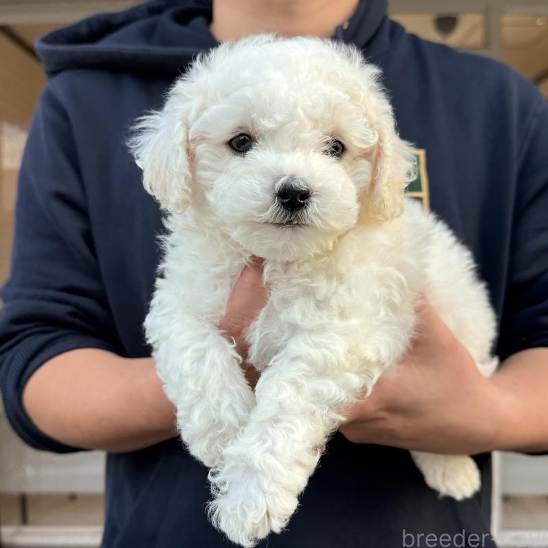 販売中の大阪府のビションフリーゼ-453285の5枚目