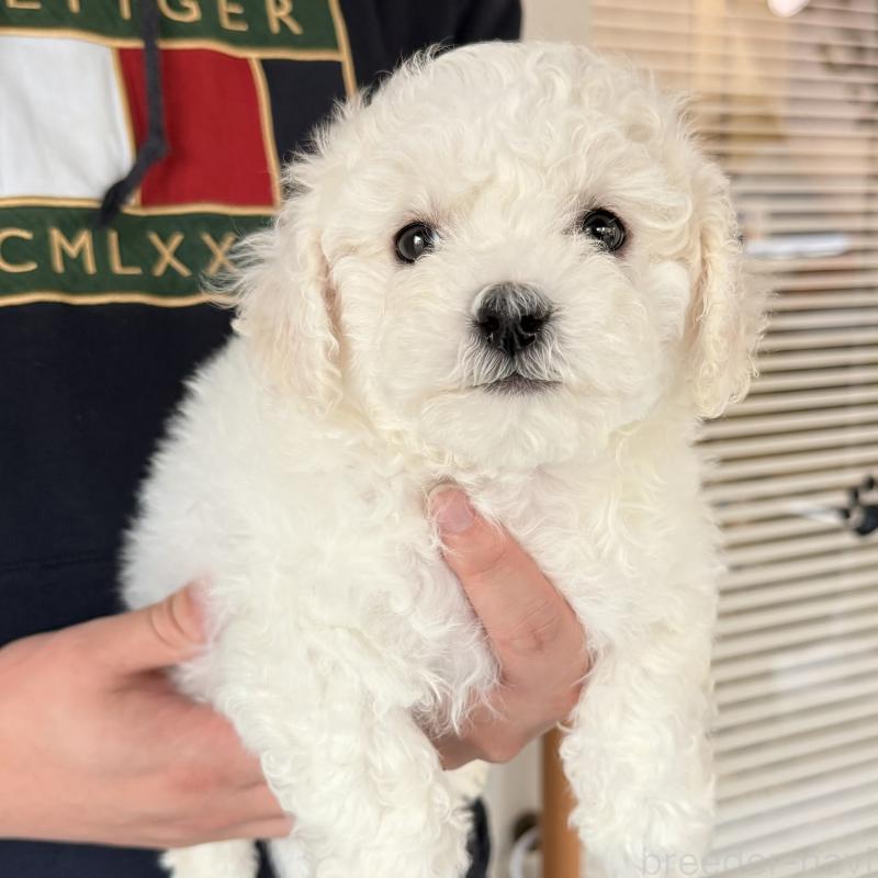 販売中の大阪府のビションフリーゼ-453285の4枚目