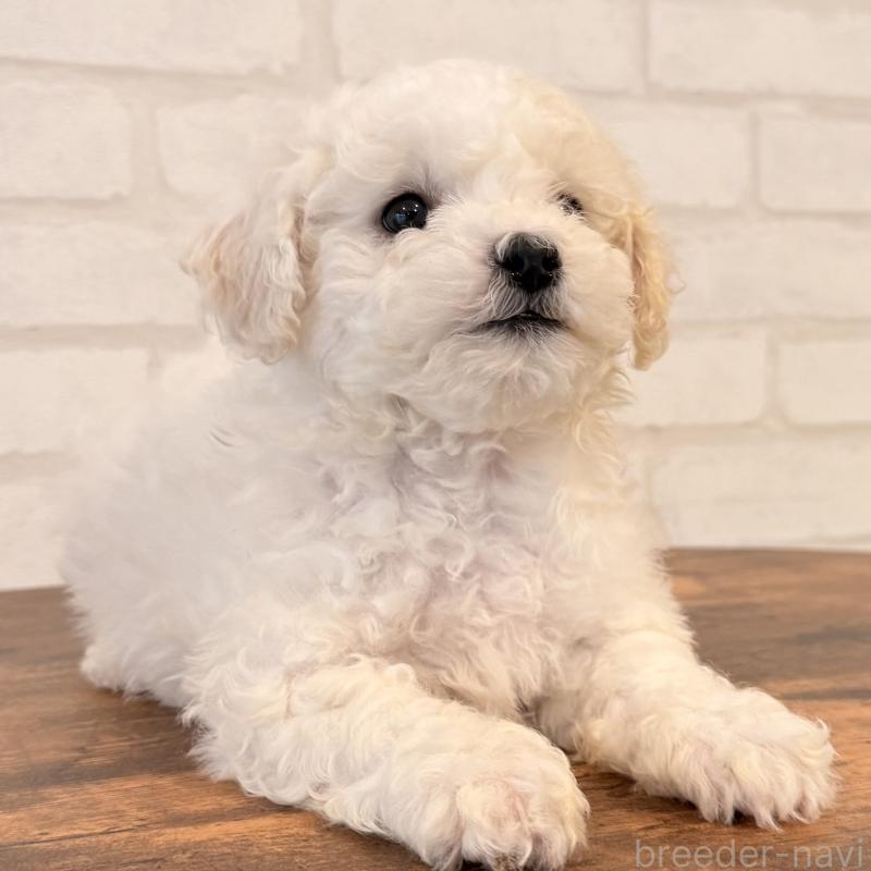 販売中の大阪府のビションフリーゼ-453285の3枚目