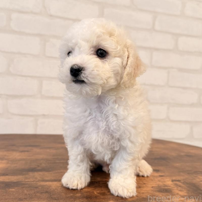 販売中の大阪府のビションフリーゼ-453285の2枚目