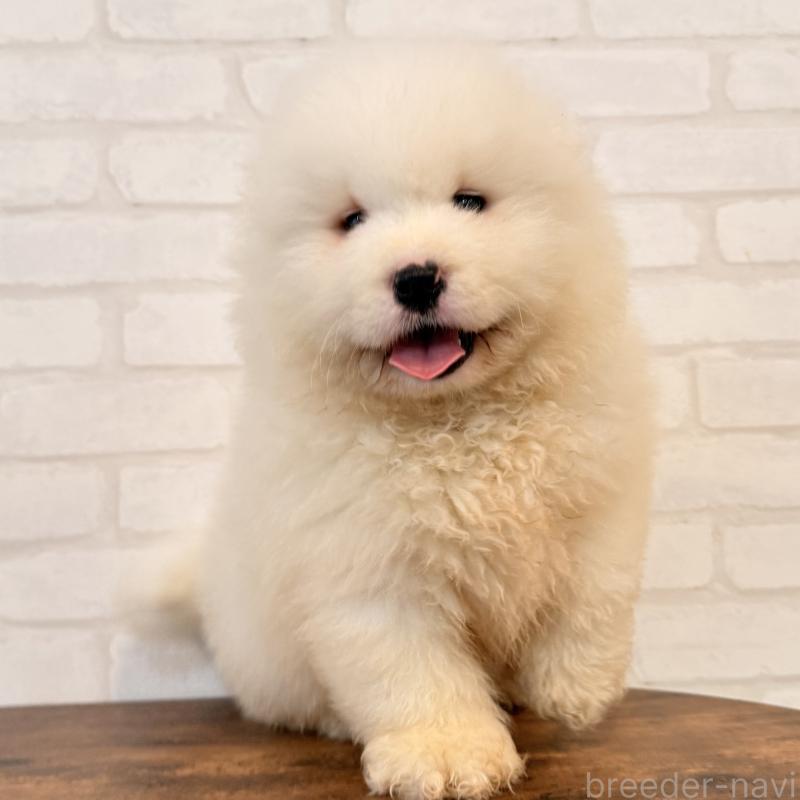 販売中の大阪府のサモエド-453287の10枚目