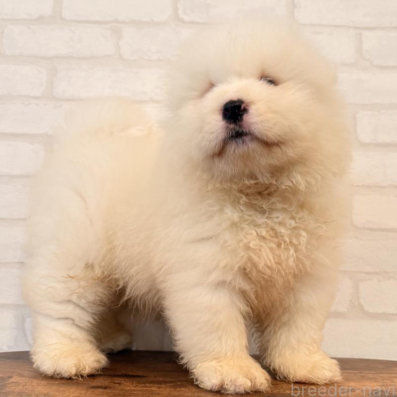 販売中の大阪府のサモエド-453287の9枚目