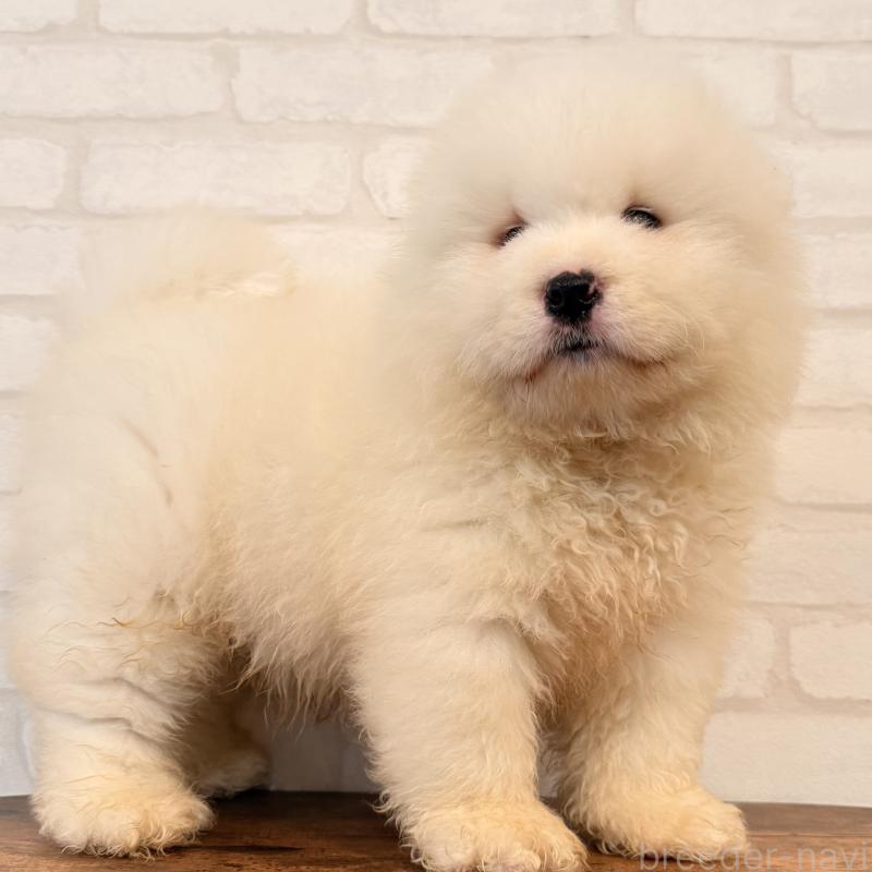 販売中の大阪府のサモエド-453287の8枚目