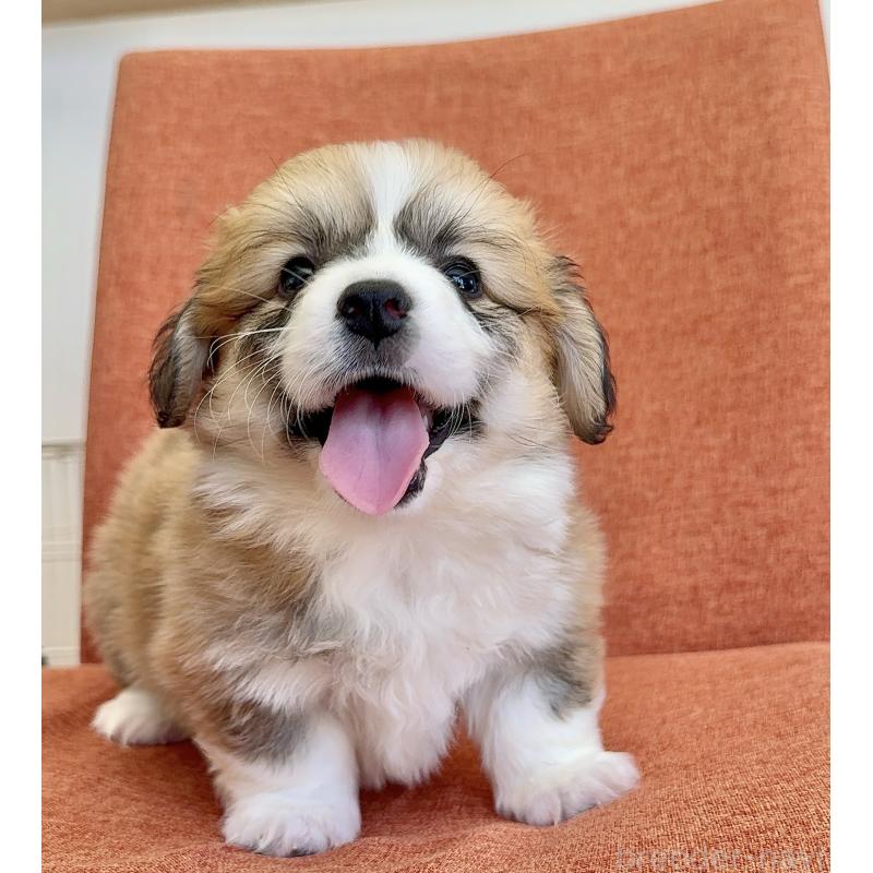 商談中の千葉県のウェルシュコーギーペンブローク-447521の6枚目