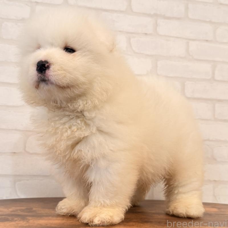 販売中の大阪府のサモエド-453287の7枚目