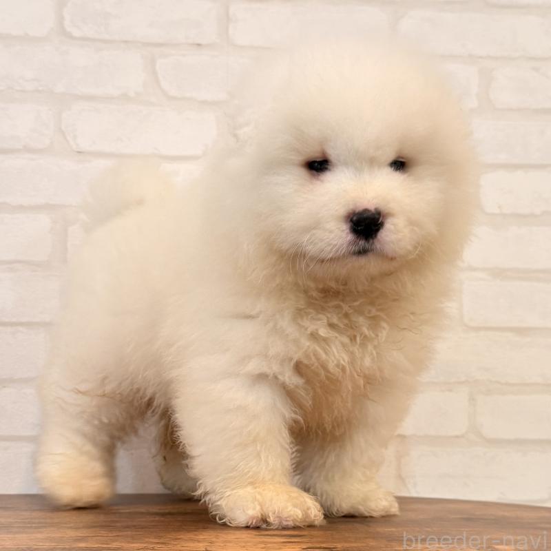 販売中の大阪府のサモエド-453287の6枚目