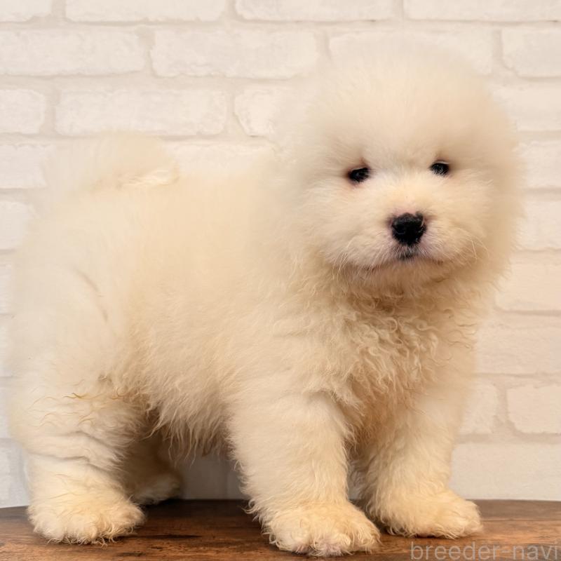 販売中の大阪府のサモエド-453287の5枚目