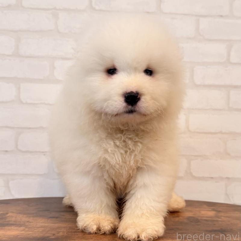 販売中の大阪府のサモエド-453287の4枚目