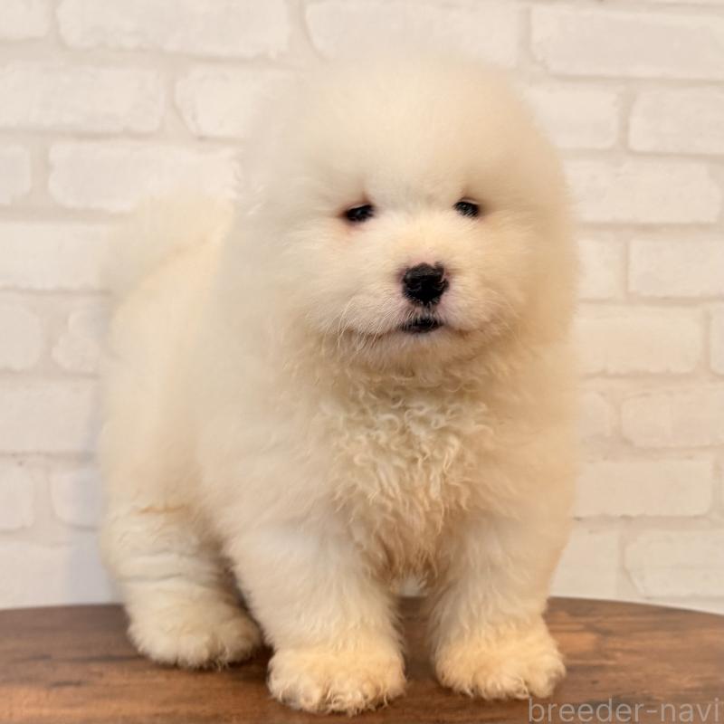 販売中の大阪府のサモエド-453287の3枚目