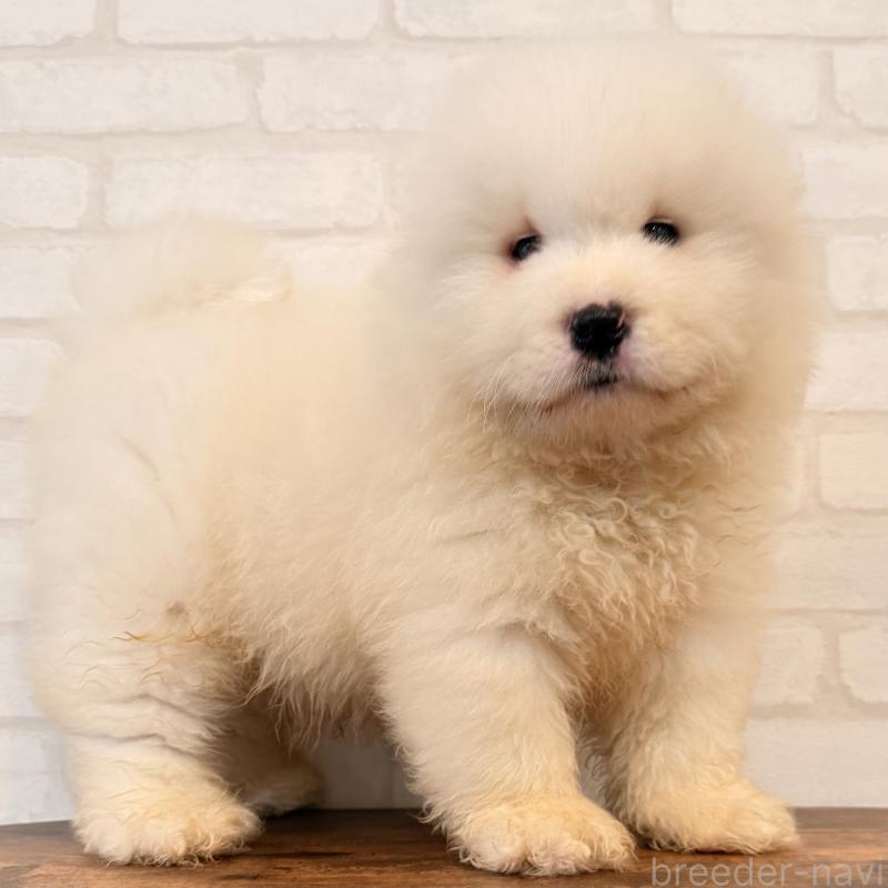 販売中の大阪府のサモエド-453287の2枚目