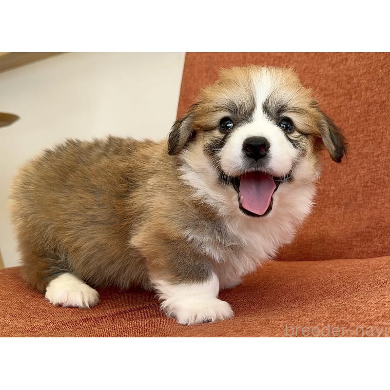 商談中の千葉県のウェルシュコーギーペンブローク-447521の4枚目