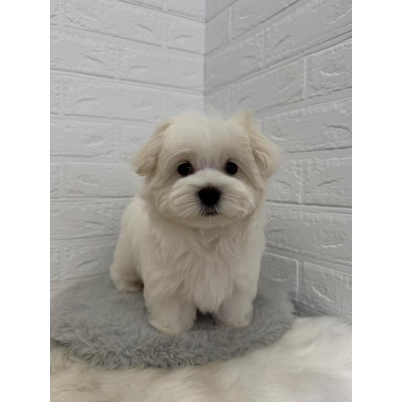 商談中の岡山県のマルチーズ-447325の8枚目