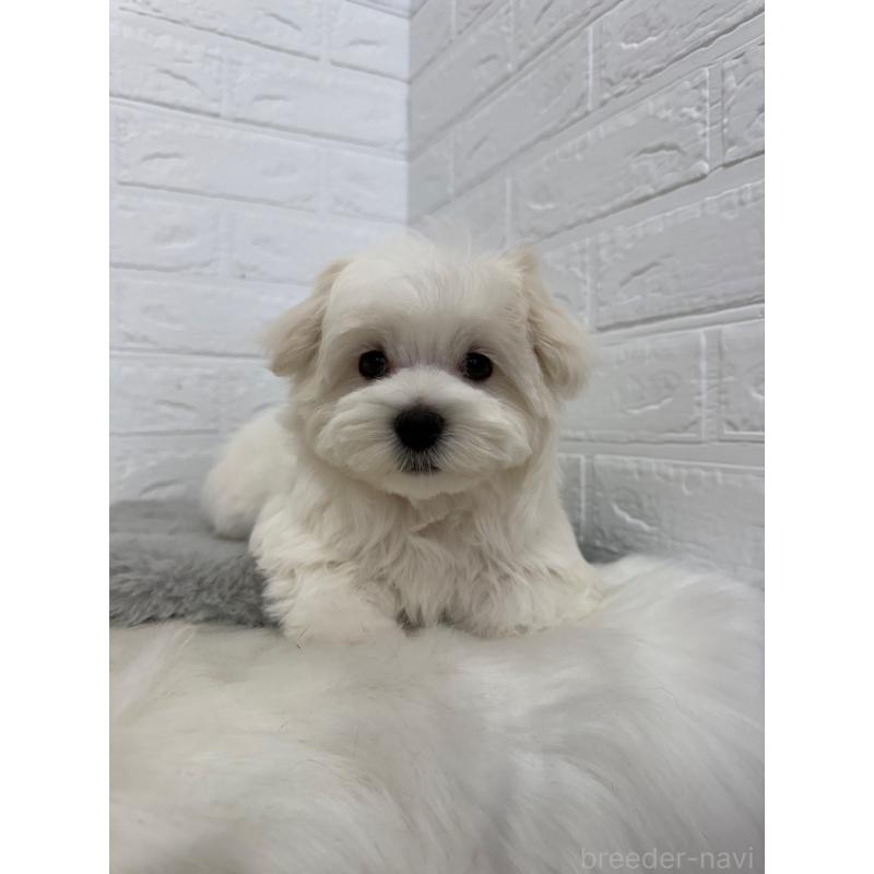 商談中の岡山県のマルチーズ-447325の6枚目