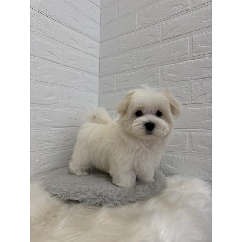 商談中の岡山県のマルチーズ-447325の5枚目