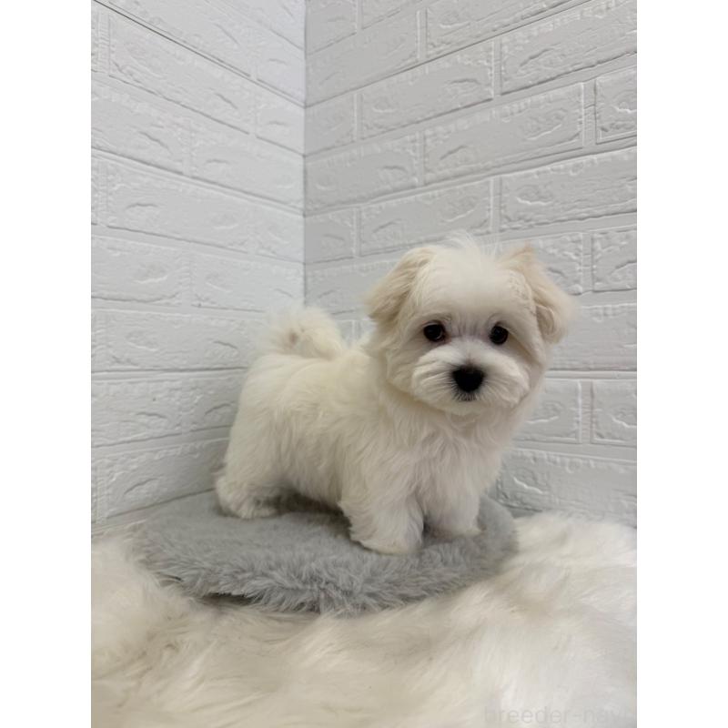 商談中の岡山県のマルチーズ-447325の3枚目