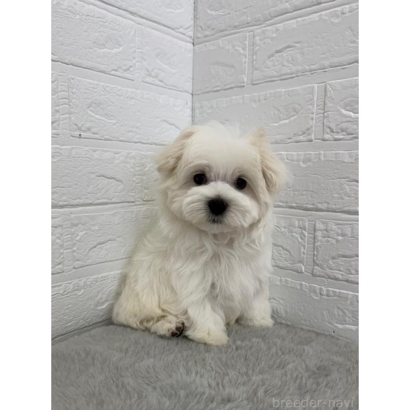 商談中の岡山県のマルチーズ-447325の2枚目