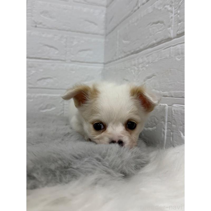 販売中の岡山県のチワワ(ロングコート)-453289の5枚目