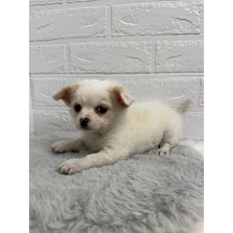 販売中の岡山県のチワワ(ロングコート)-453289の4枚目