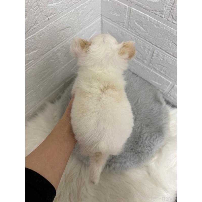 販売中の岡山県のチワワ(ロングコート)-453289の3枚目