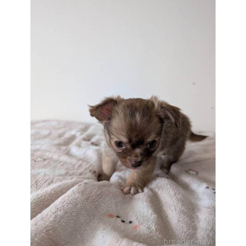 販売中の岡山県のチワワ(ロングコート)-453290の7枚目