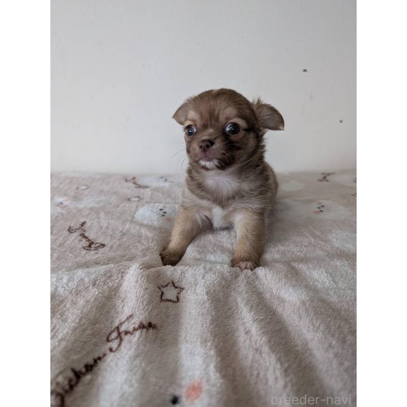 販売中の岡山県のチワワ(ロングコート)-453290の6枚目