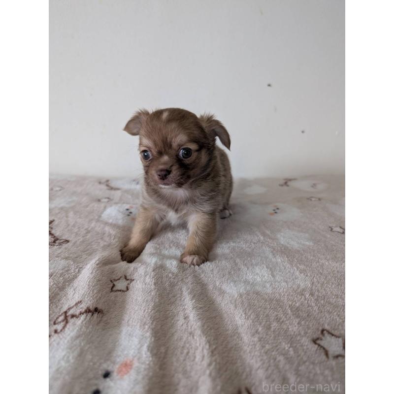 販売中の岡山県のチワワ(ロングコート)-453290の5枚目