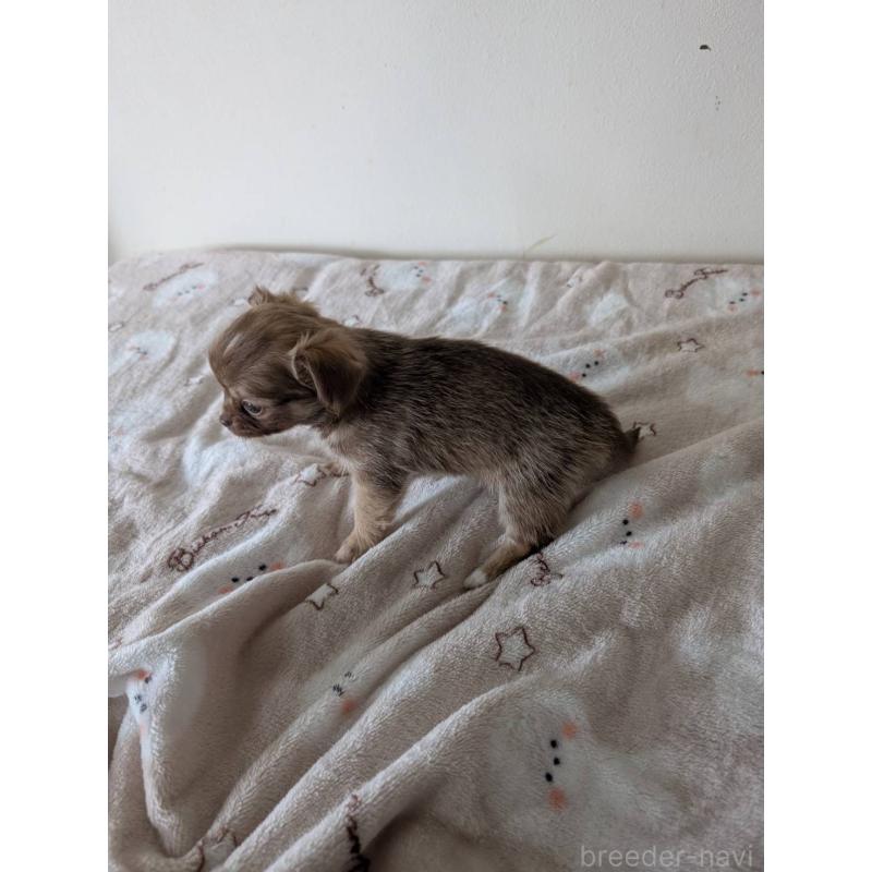 販売中の岡山県のチワワ(ロングコート)-453290の3枚目