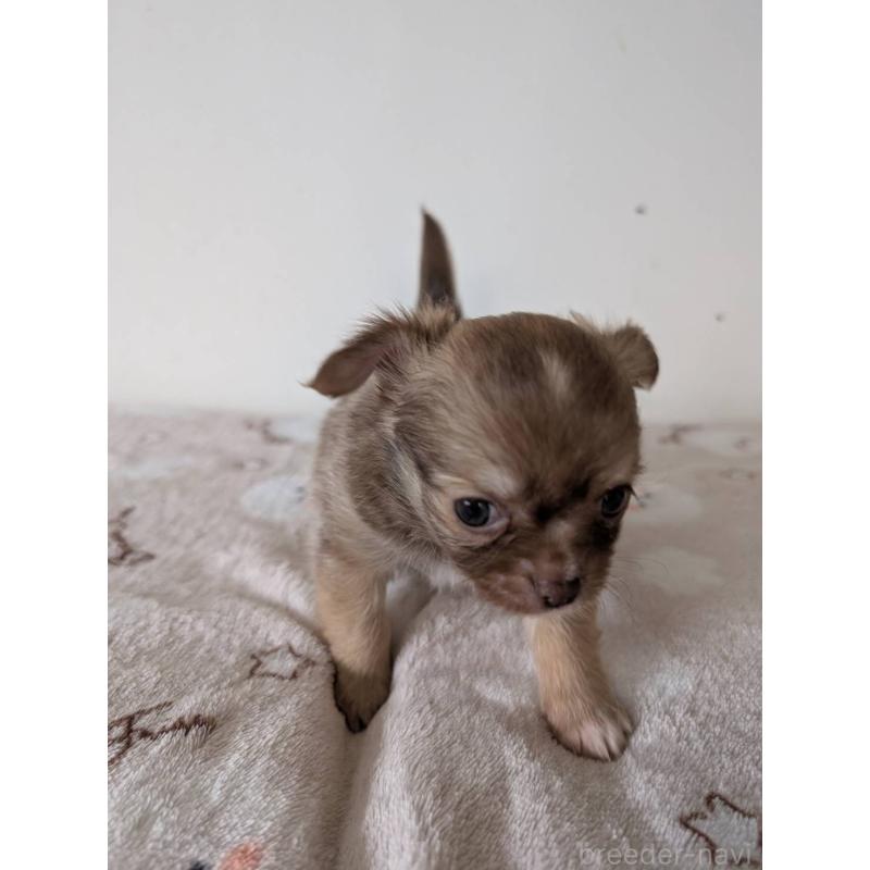 販売中の岡山県のチワワ(ロングコート)-453290の2枚目