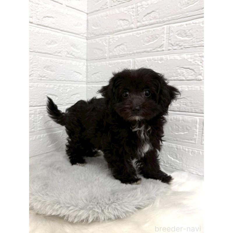 販売中の岡山県のマルプー:マルチーズ×トイプードル-453291の7枚目