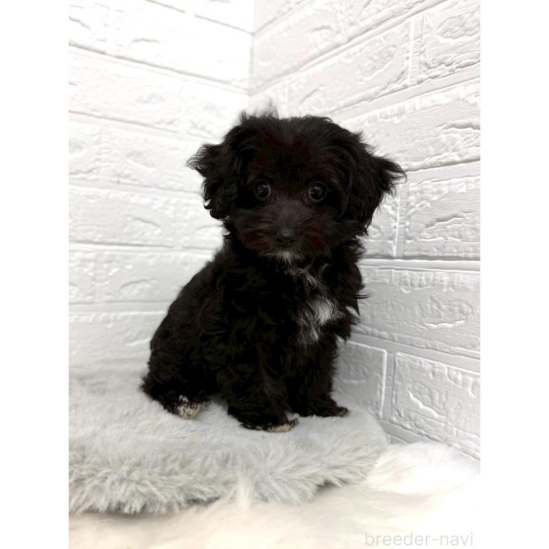 販売中の岡山県のマルプー:マルチーズ×トイプードル-453291の6枚目