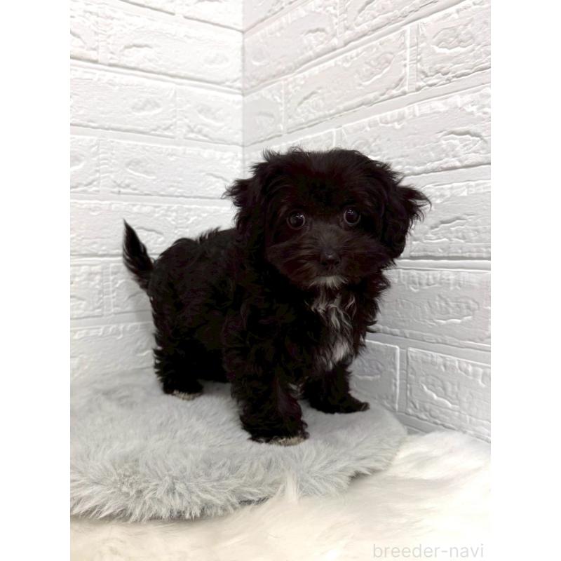 販売中の岡山県のマルプー:マルチーズ×トイプードル-453291の5枚目