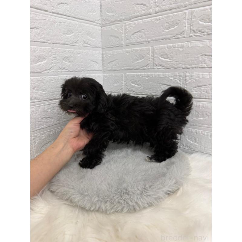 販売中の岡山県のマルプー:マルチーズ×トイプードル-453291の3枚目