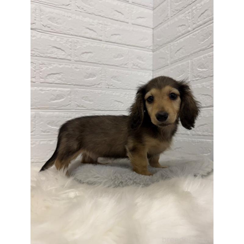 販売中の岡山県のミニチュアダックスフンド(ロングヘアード)-453292の12枚目